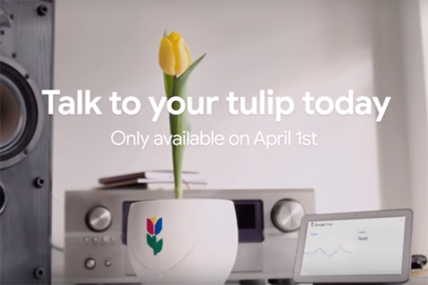 google-tulip