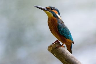 Voice Match is for the Birds: New Google Competition Seeks Avian Audio AI